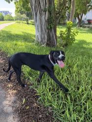 Found/Stray Female Dog last seen Fontainebleau Blvd by fritanga restaurant, Miami, FL 33172