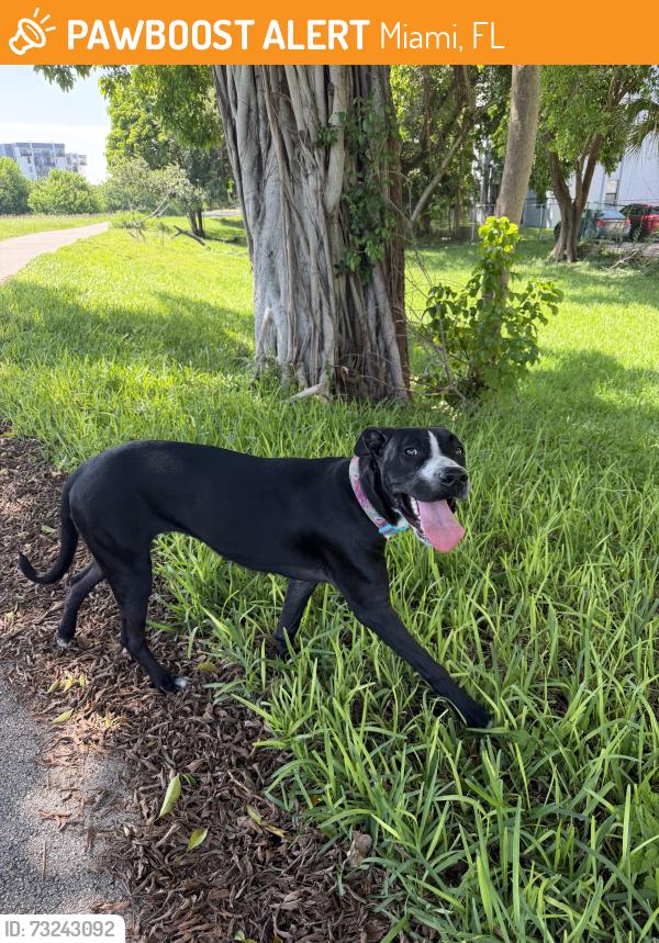 Found/Stray Female Dog last seen Fontainebleau Blvd by fritanga restaurant, Miami, FL 33172