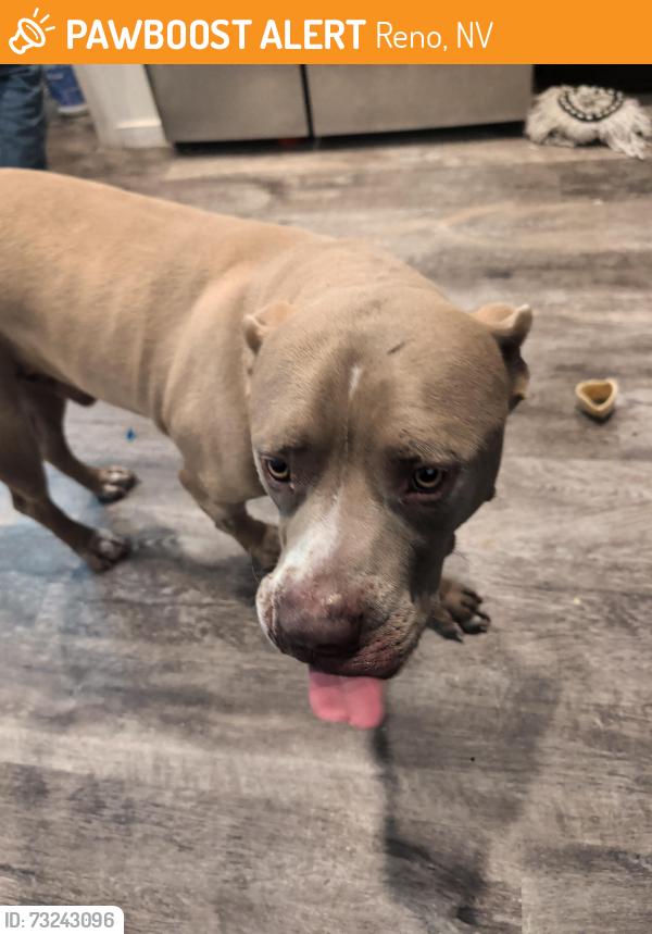 Found/Stray Male Dog last seen Black Bear Drive Reno NV 89506, Reno, NV 89506