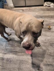 Found/Stray Male Dog last seen Black Bear Drive Reno NV 89506, Reno, NV 89506