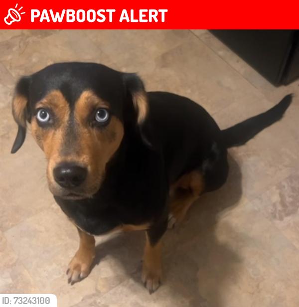 Lost Female Cat last seen Near Woodson road, Breckenridge Hills, MO 63114