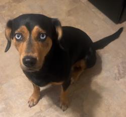 Lost Female Cat last seen Near Woodson road, Breckenridge Hills, MO 63114