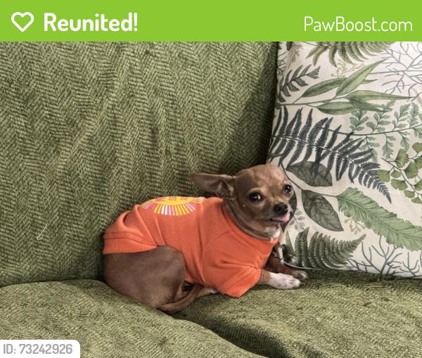 Reunited Male Dog last seen Brookwoods and Volmer, Houston, TX 77092