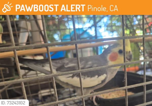 Found/Stray Unknown Bird last seen San Pablo Ave, Old Town Pinole, Pinole, CA 94564