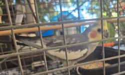 Found/Stray Unknown Bird last seen San Pablo Ave, Old Town Pinole, Pinole, CA 94564