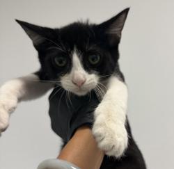 Shelter Stray Female Cat last seen Near L Street, San Diego, CA, 92102, 5500 Gaines St, San Diego, CA 92110, USA