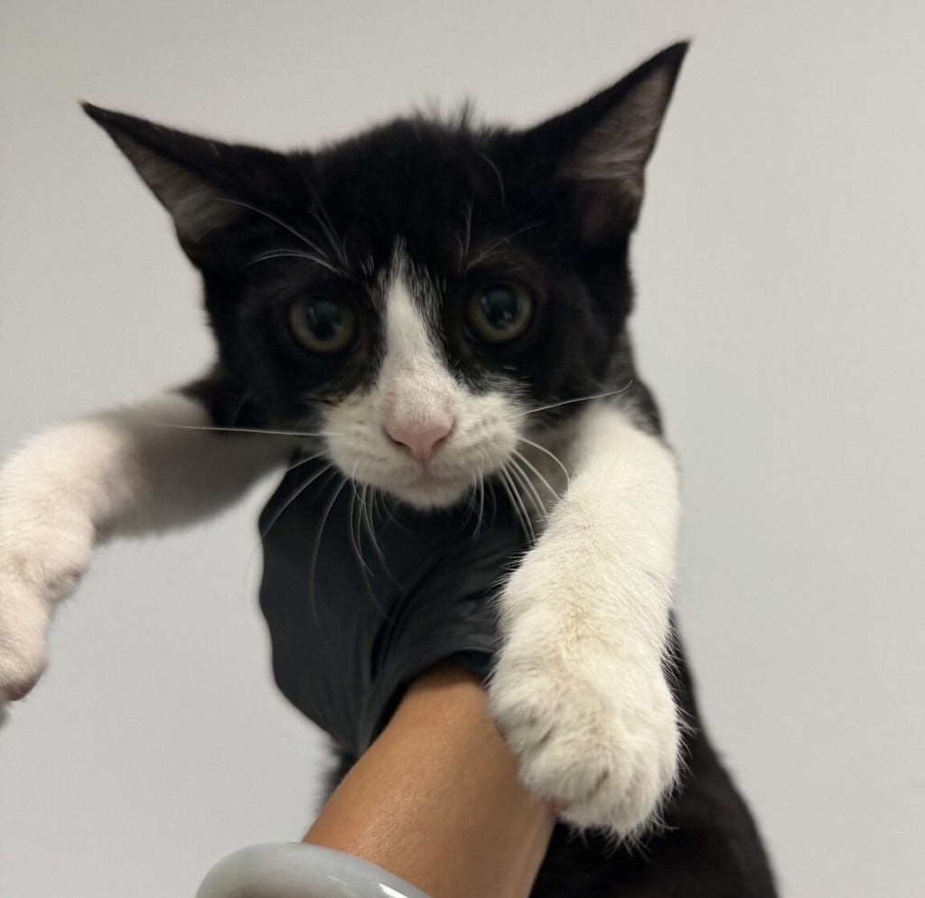 Shelter Stray Female Cat last seen Near L Street, San Diego, CA, 92102, 5500 Gaines St, San Diego, CA 92110, USA