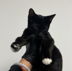 Shelter Stray Female Cat last seen Near L Street, San Diego, CA, 92102, 5500 Gaines St, San Diego, CA 92110, USA