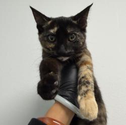 Shelter Stray Female Cat last seen Near L Street, San Diego, CA, 92102, 5500 Gaines St, San Diego, CA 92110, USA