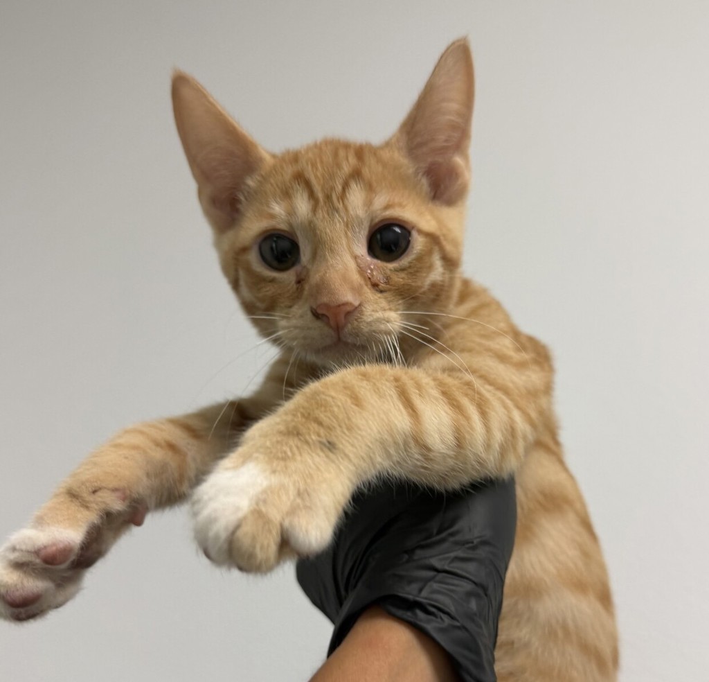 Shelter Stray Male Cat last seen Near L Street, San Diego, CA, 92102, 5500 Gaines St, San Diego, CA 92110, USA