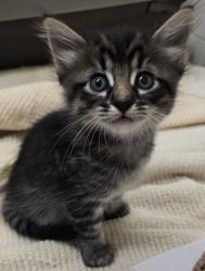 Shelter Stray Male Cat last seen Near winter crest lakeside, Lakeside, CA, 92040, El Cajon, CA 92020, USA
