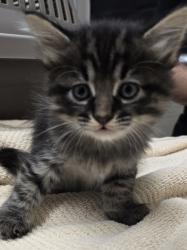 Shelter Stray Female Cat last seen Near winter crest lakeside, Lakeside, CA, 92040, El Cajon, CA 92020, USA