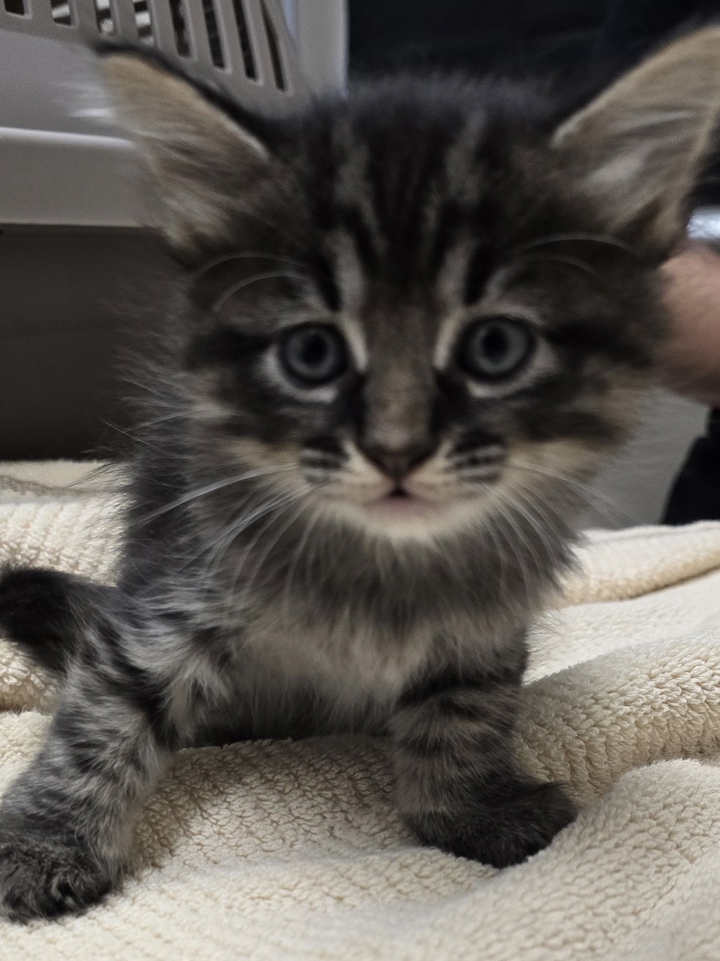 Shelter Stray Female Cat last seen Near winter crest lakeside, Lakeside, CA, 92040, El Cajon, CA 92020, USA