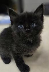 Shelter Stray Male Cat last seen Near winter crest lakeside, Lakeside, CA, 92040, El Cajon, CA 92020, USA