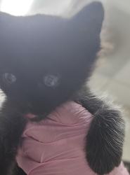 Shelter Stray Male Cat last seen Near winter crest lakeside, Lakeside, CA, 92040, El Cajon, CA 92020, USA