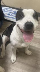 Shelter Stray Female Dog last seen Crows Nest Court, Oceanside, CA, 92057, Oceanside, CA 92058, USA