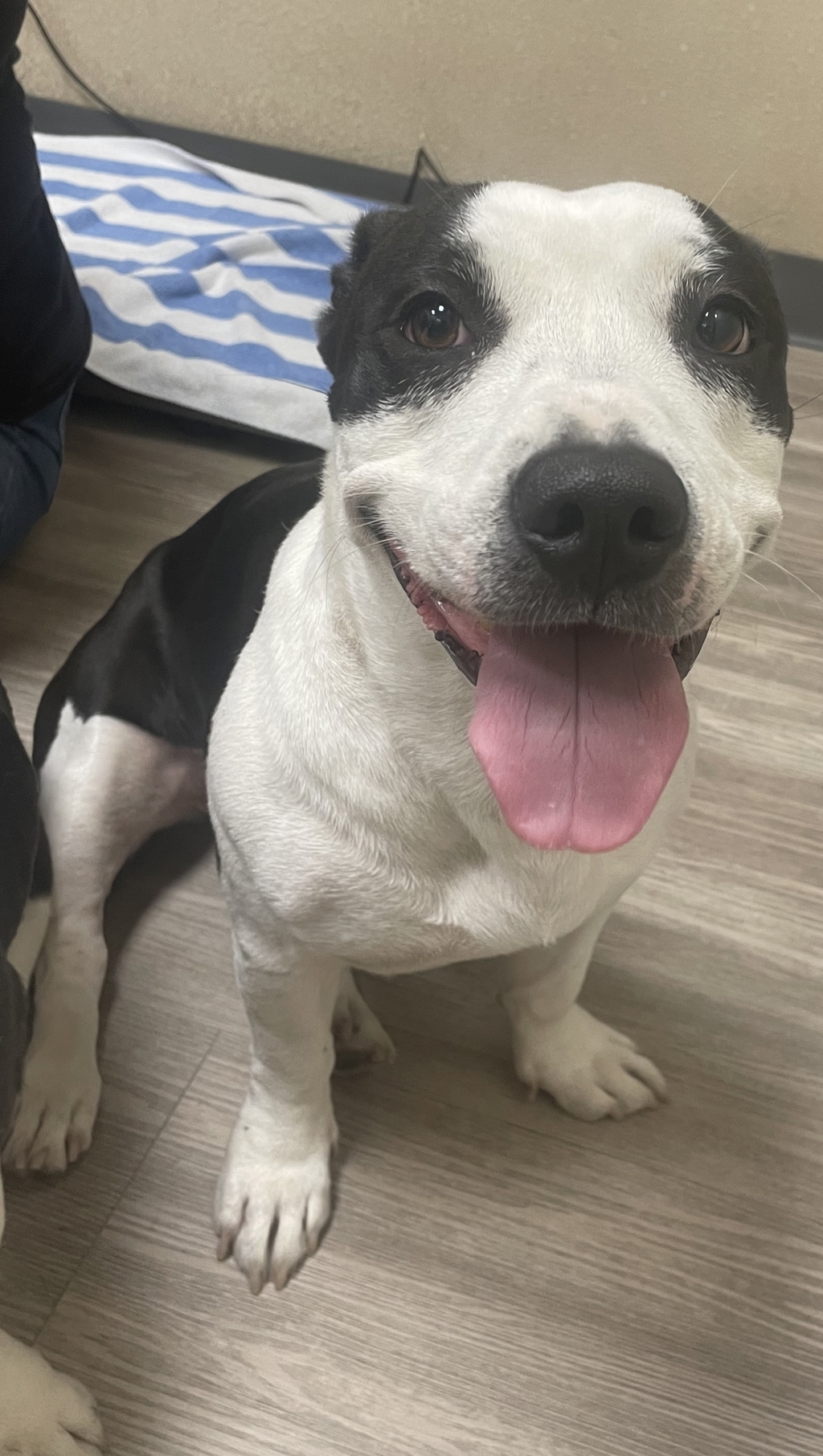 Shelter Stray Female Dog last seen Crows Nest Court, Oceanside, CA, 92057, Oceanside, CA 92058, USA