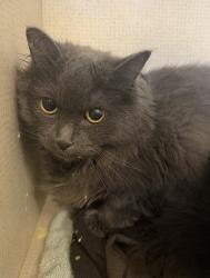 Shelter Stray Female Cat last seen Near convoy street, San Diego, CA, 92111, 5500 Gaines St, San Diego, CA 92110, USA