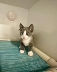 Shelter Stray Male Cat last seen Near Newport Drive, Vista, CA, 92084, Oceanside, CA 92058, USA