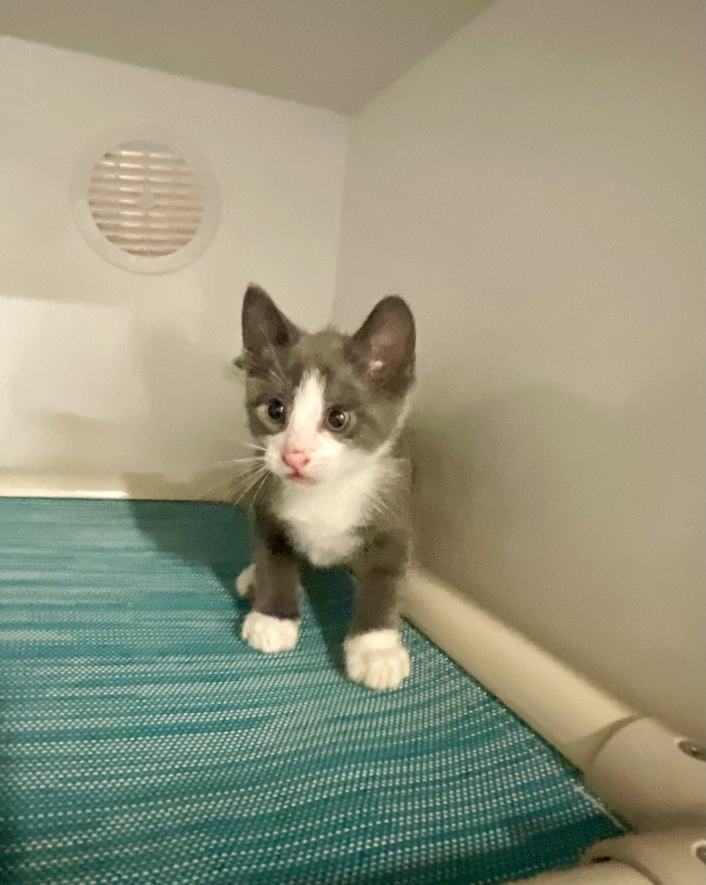 Shelter Stray Male Cat last seen Near Newport Drive, Vista, CA, 92084, Oceanside, CA 92058, USA
