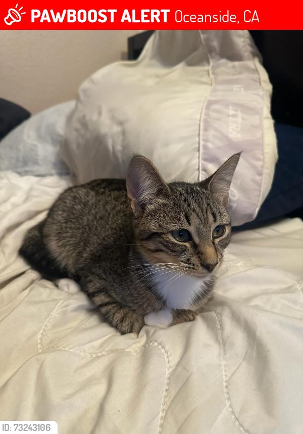 Lost Female Cat last seen Mance Bucannin Park, Oceanside, CA 92057