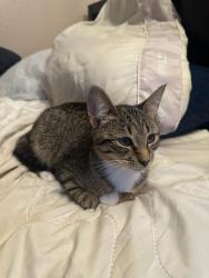 Lost Female Cat last seen Mance Bucannin Park, Oceanside, CA 92057