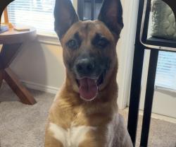 Lost Male Dog last seen The lodge apmt, Cary, North Carolina, Cary, NC 27511
