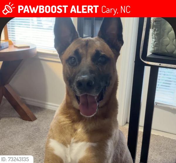 Lost Male Dog last seen The lodge apmt, Cary, North Carolina, Cary, NC 27511