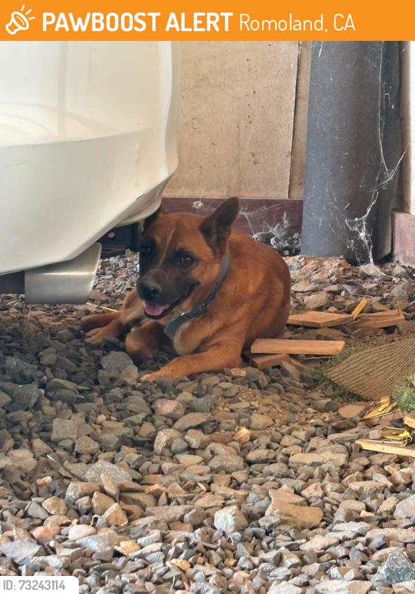 Surrendered Male Dog last seen Case Road and Matthews Road, Romoland, CA 92585