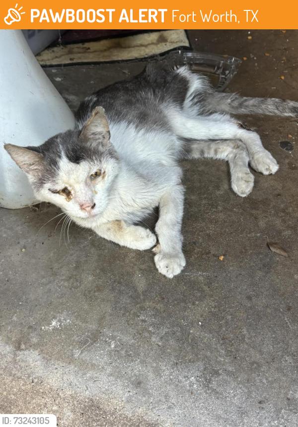 Found/Stray Unknown Cat last seen Covert and Cockrell, Fort Worth, TX 76133