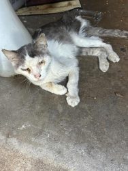 Found/Stray Unknown Cat last seen Covert and Cockrell, Fort Worth, TX 76133