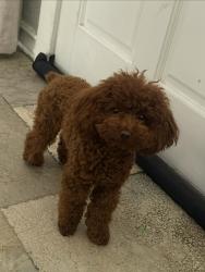 Reunited Female Dog last seen Cottonwood, Hesperia, CA 92345