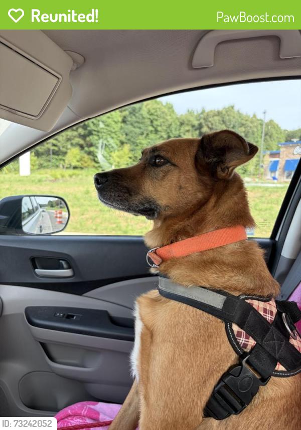 Reunited Female Dog last seen Candies Creek Ridge Road between Hooper Gap and Lower River road. Charleston, TN, Charleston, TN 37310