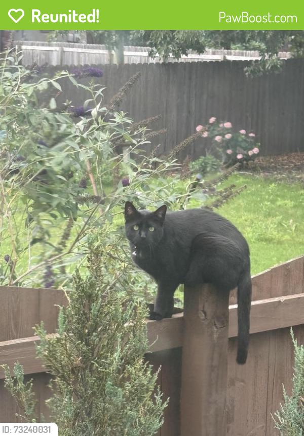 Reunited Female Cat last seen Hickory, Hawthorne, Chattanooga, TN 37404