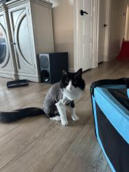 Lost Female Cat last seen County Road 192 and 49, Tyler, TX 75703