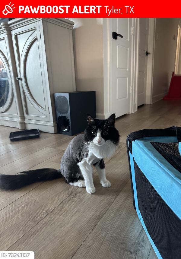 Lost Female Cat last seen County Road 192 and 49, Tyler, TX 75703