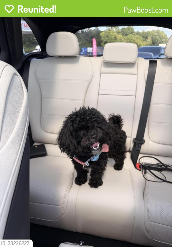 Reunited Female Dog last seen Valley Hill Rd, Stockbridge, GA 30281