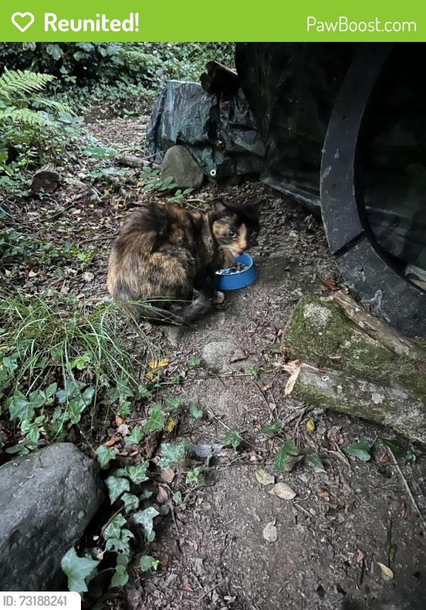 Reunited Female Cat last seen on the lane to Factory Cottage, Llanystumdwy, Wales LL52 0LY