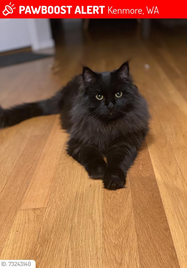 Lost Male Cat last seen Ne 169th st, Kenmore, WA 98028