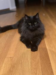 Lost Male Cat last seen Ne 169th st, Kenmore, WA 98028
