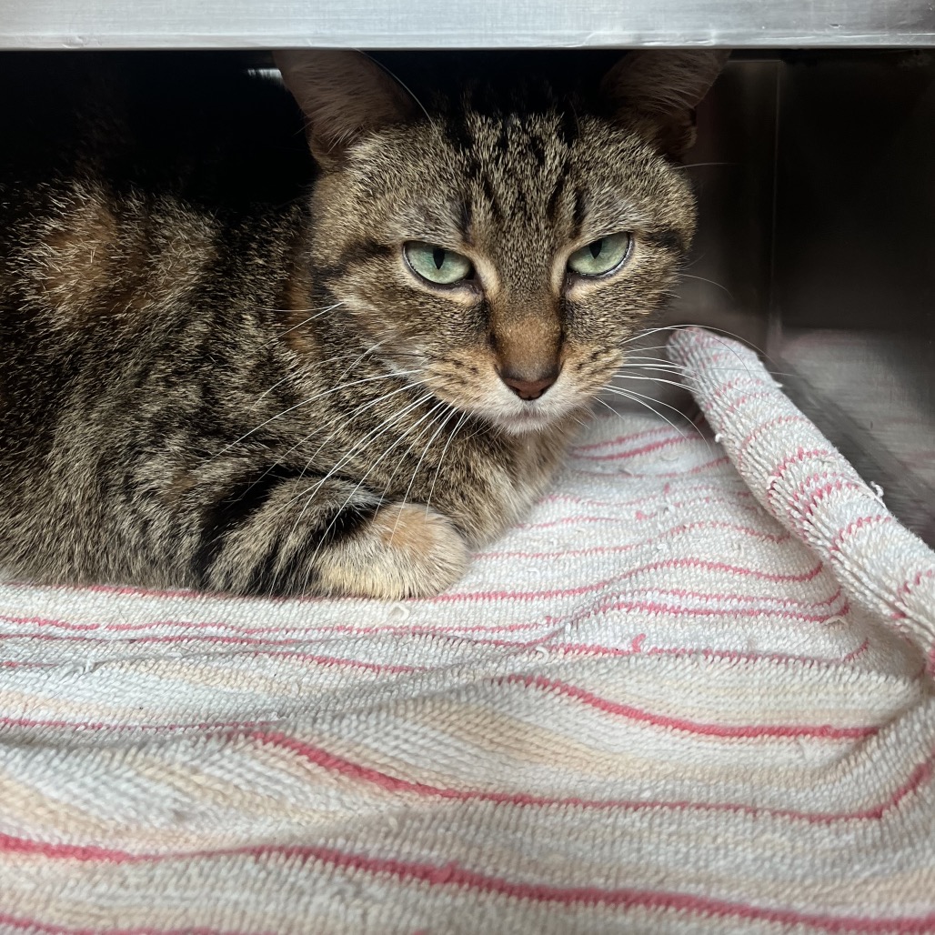 Shelter Stray Unknown Cat last seen , 54687 Co Rd 19, Bristol, IN 46507, USA