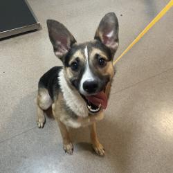 Shelter Stray Female Dog last seen , 361 S Raymond Ave, Pasadena, CA 91105, USA