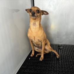Shelter Stray Female Dog last seen , 361 S Raymond Ave, Pasadena, CA 91105, USA