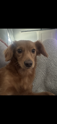 Lost Female Dog last seen Warren Coleman, Concord, NC 28027