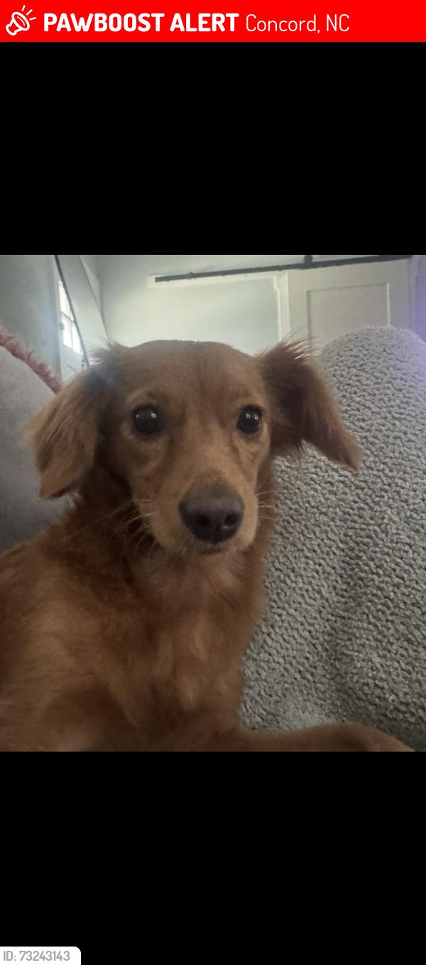 Lost Female Dog last seen Warren Coleman, Concord, NC 28027