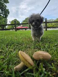 Lost Female Dog last seen Near North College Ave Newton NC 28658, Newton, NC 28658