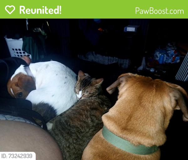 Reunited Male Dog last seen Near a corner flied, Lancaster, OH 43130