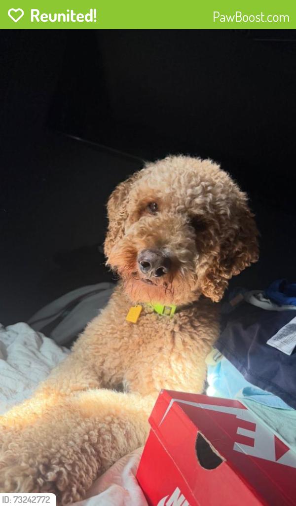 Reunited Female Dog last seen Near E Valley Blvd, El Monte, CA 91732, USA, El Monte, CA 91732
