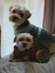 Reunited Female Dog last seen Hummer and championship drive, Annandale, VA 22003