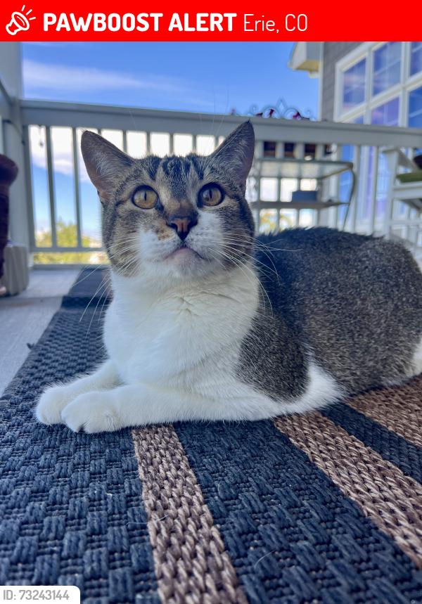 Lost Female Cat last seen Beech Court and Cessna Drive, Erie, CO 80516